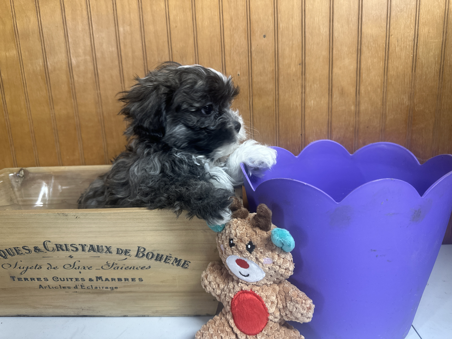 Available Puppies