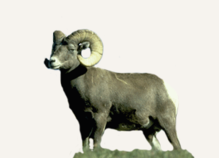 Hunting Bighorn Sheep Wyoming