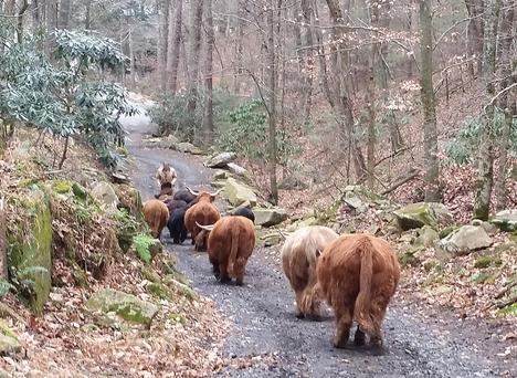 Highland cattle black,Scottish highland cattle,Black highland cattle,Highland cattle, Highland calves