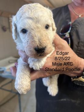 Zia standard hot sale poodles