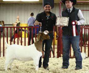 JC Boer Goats Olivia