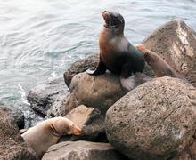 Explore the Galapagos