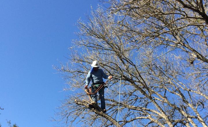 Austin Area tree removal