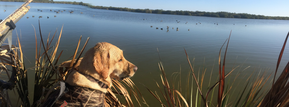 The Coastal Sportsmen  Central Florida Duck Hunting, Gator