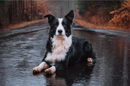 Border Collie - the perfect companion for active people - WARSAW DOG