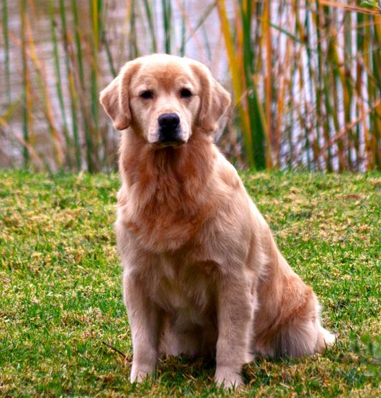 golden retriever on grass and water background
