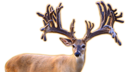 MAXBO HARDCORE WHITETAIL FAWNS FOR SALE IN MICHIGAN