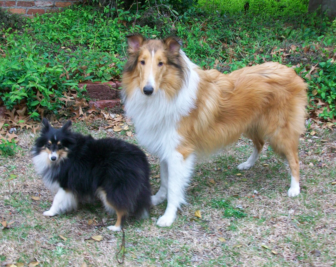Toy Shelties Wow Blog