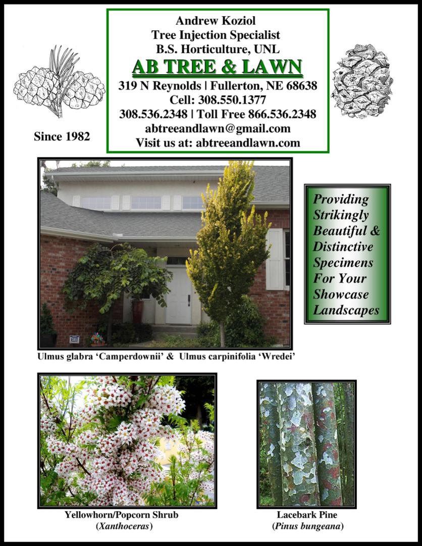 Lacebark Pine - Horticulture