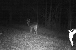 Kentucky trophy deer hunting