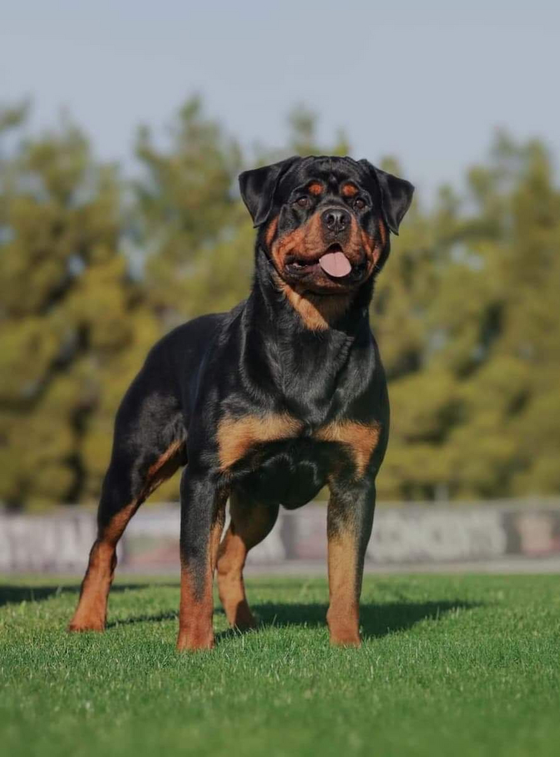 Serbian rottweiler sale for sale