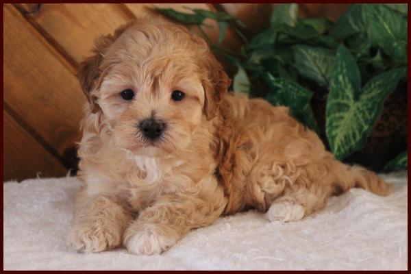 Red poochon puppy for sale