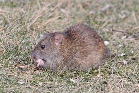 Brown rat