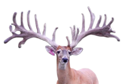 ROLEX WHITETAIL FAWNS FOR SALE IN MICHIGAN
