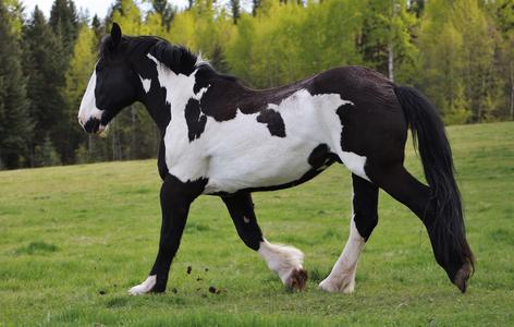 Beautiful Pinto Draft Horse