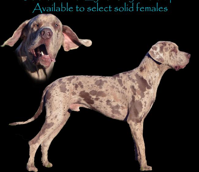 Lilac merle hot sale great dane