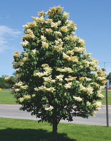 Ivory Silk Japanese Lilac