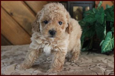 Rolling Meadows Puppies for sale