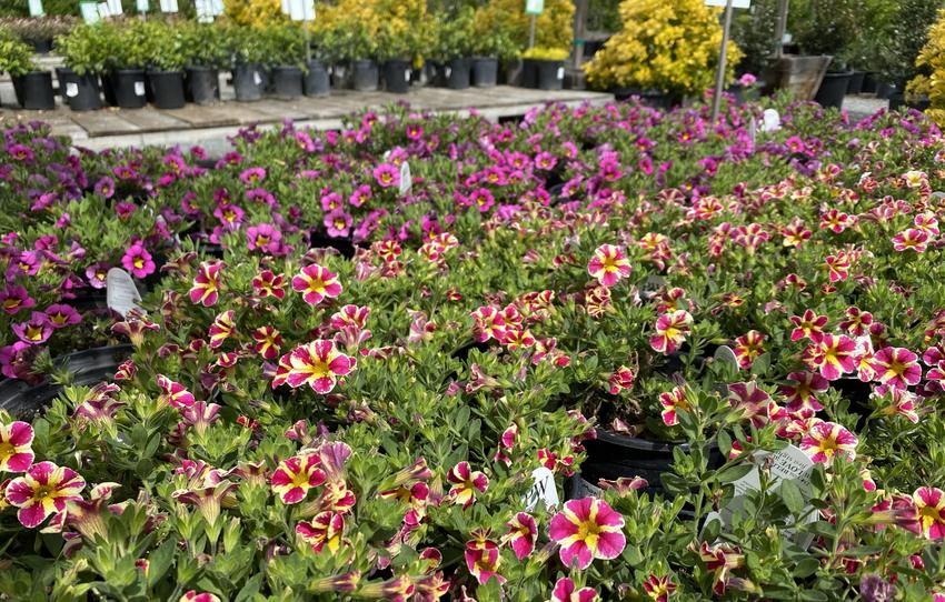 Calaveras Nursery in Sunol, Ca