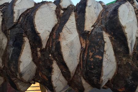 Phoenix dactylifera date palm diamond cut trunks, shovel cut trunk South Coast Wholesale 1-888-326-PALM