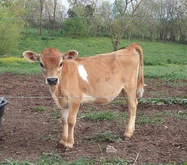 A2 A2 Mini Jersey Semen Haven Heritage Farm