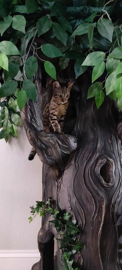 Beautiful Cat Trees