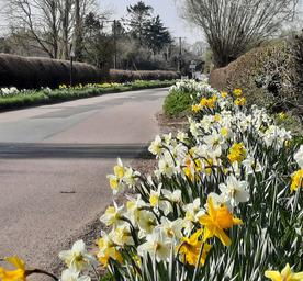 Picture of the daffodils