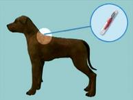 microchip, dogs, cats, pets, tracking, chips, dog, cat, pet, track, lost pet, found pet