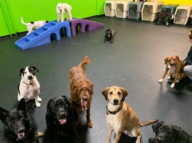 Dog daycare best sale for intact dogs