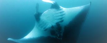 manta ray national geograpic Brazil Csilla Ari