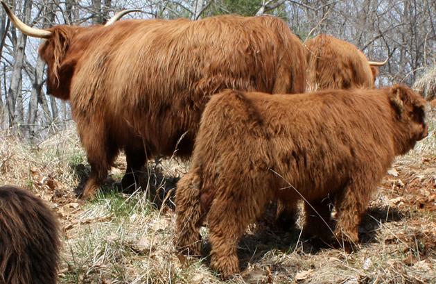 Scottish highland cattle,Black highland cattle,Highland cattle black,Highland cattle, Highland calves