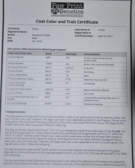 Genetic color testing for hot sale dogs