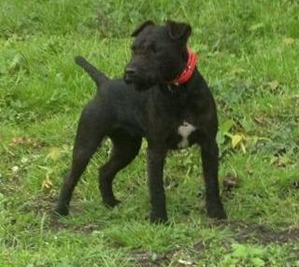 Rough store patterdale terrier