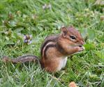 Chipmunk