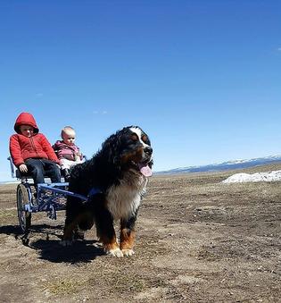 Bernese Mountain Dog Pulling Cart with kids
