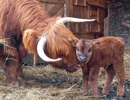 Scottish highland cattle,Black highland cattle,Highland cattle black,Highland cattle, Highland calves