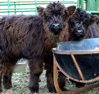 Black highland cattle,Scottish highland cattle, Highland cattle black,Highland cattle, Highland calves