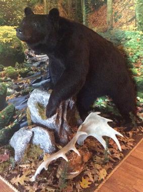 Foremost Frontier Hunting Lodge Bear