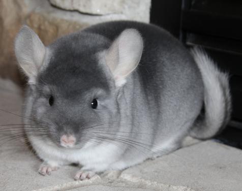 Violet store chinchilla price