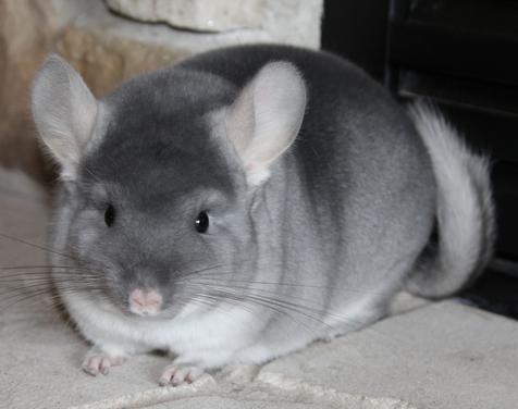 Chinchilla For Sale >> Baby Chinchillas For Sale Bobbie S Chinchillas Chinchilla For Sale >> Baby Chinchillas For Sale Bobbie S Chinchillas