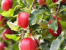 Kospia Farms Fruit Trees