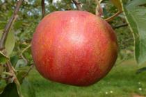 Rim's Edge Orchard Pick Your Own Strawberry Apple