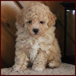 Crystal's Rolling Meadows Puppies dark apricot bichon poodle puppy