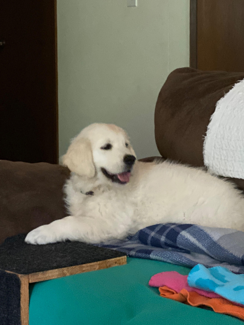 Snow ranch golden retriever english cream deals