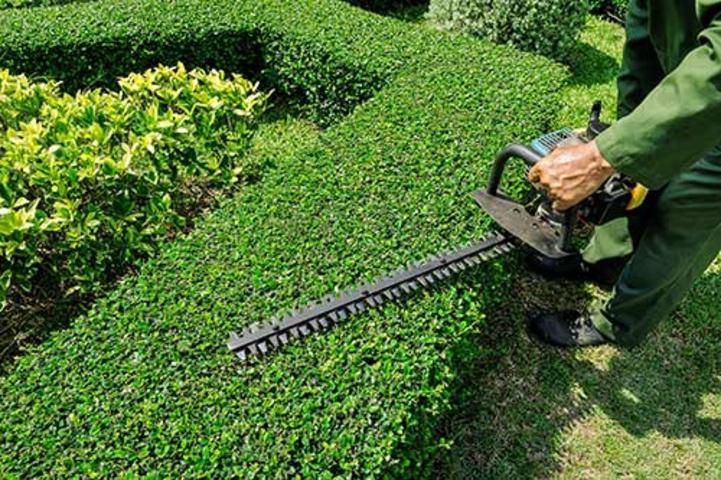 SHRUB TRIMMING SERVICES