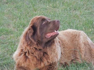 Newfoundland puppy hot sale biting