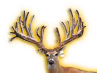 EXPRESS WHITETAIL BUCK