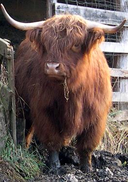 Scottish highland cattle, Highland cattle, Black highland cattle, Highland cattle calves