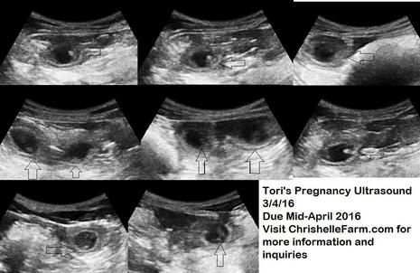 When Can A Pregnant Dog Have An Ultrasound