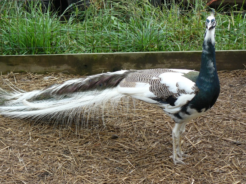 Peafowl for sale new arrivals